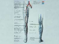 Anatomie veneus systeem