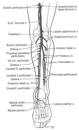 Venae perforantes