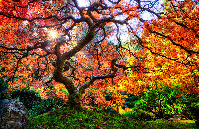 Maple tree
