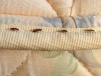 Bed bugs