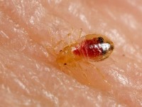 Bed bug (Cimex lectularius)