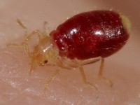 Bed bug (Cimex lectularius)