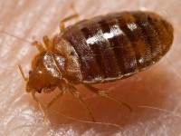 Bed bug (Cimex lectularius)