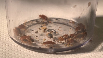 Video van bedbugs