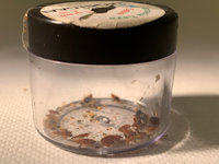 Bed bugs, gevangen door een patiënt