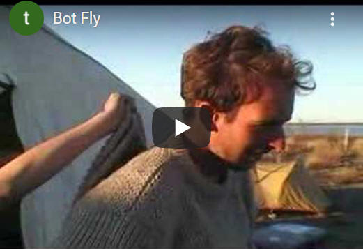 Human botfly, dermatobia hominis larve