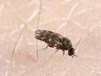 knut, midge (Ceratopogonidae)