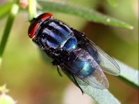 Cochliomyia hominivorax