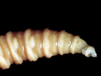 Cochliomyia hominivorax larven