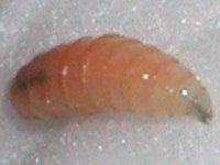 Cochliomyia hominivorax larve