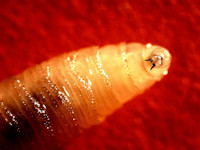 Cochliomyia hominivorax larven