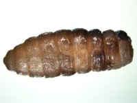 Cordylobia anthropophaga made