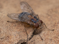 Cordylobia anthropophaga