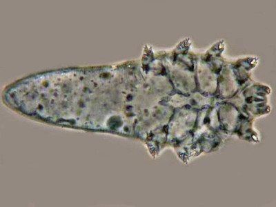 Demodex brevis