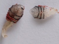 Human botfly, dermatobia hominis larve