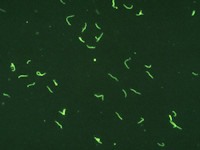 Spirochaet in donkerveld preparaat