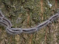Eikenprocessie rups