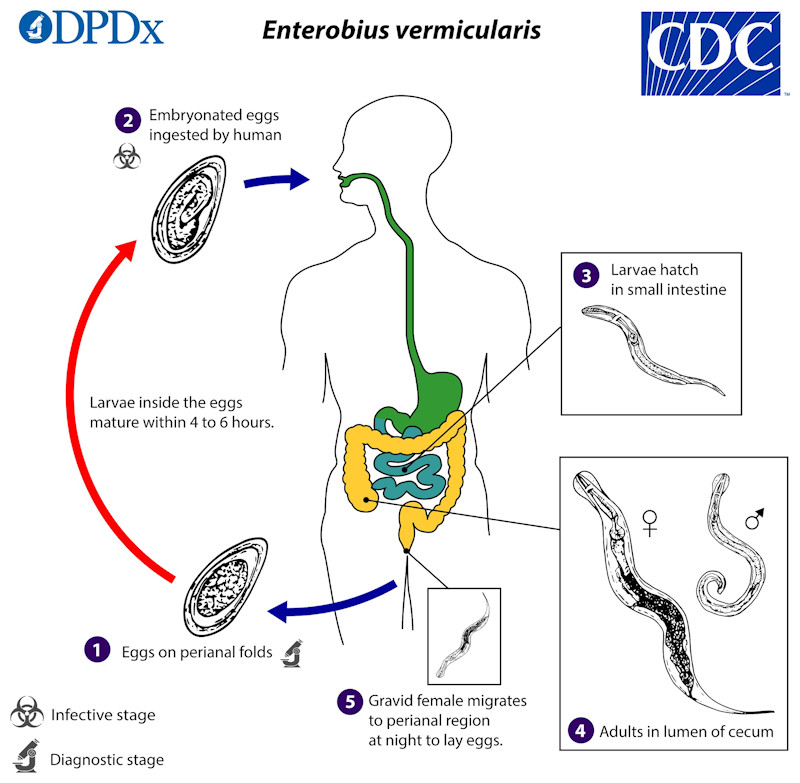 Life cycle of Enterobius vermicularis