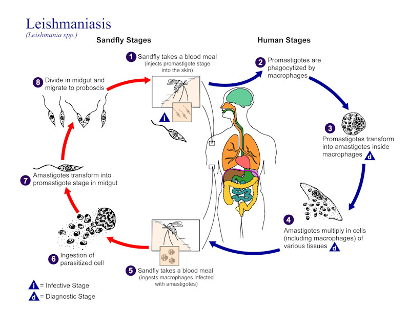 Levenscyclus Leishmaniasis