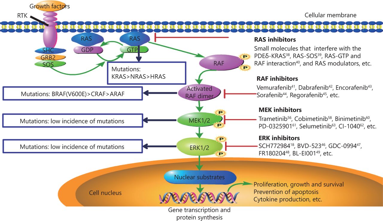 RAS-RAF-MEK-ERK-pathway RAS-RAF-MEK-ERK-pathway