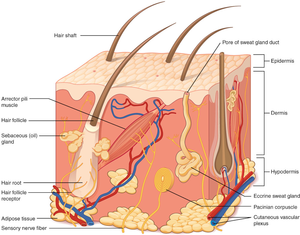 Anatomy of the hair follicle
