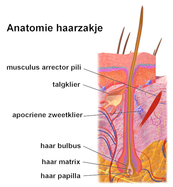 Anatomy of the hair follicle