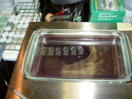 Editing a skin biopsy - in alcohol