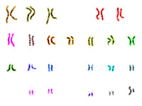 Chromosomen, gesorteerd