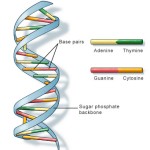 5-Fluoro-uracil 5-Fluoro-uracil