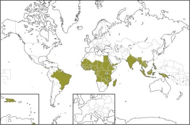 Filariasis distributie