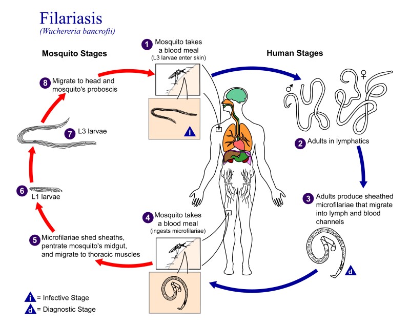 Filariasis Life Cycle