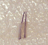 twee follikels naast elkaar