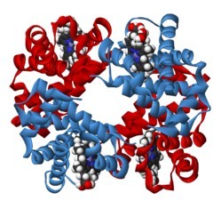 Hemoglobine