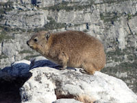 Hyrax (klipdas)