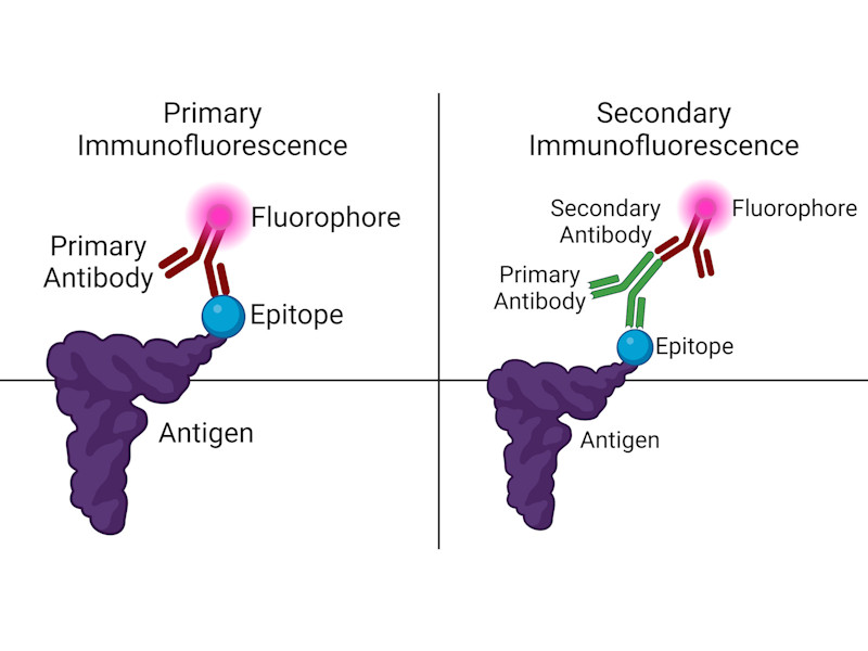 Principe van directe en indirecte immunofluorescentie