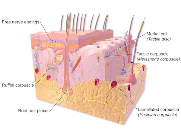 Innervatie van de huid