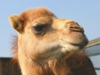 Kameel