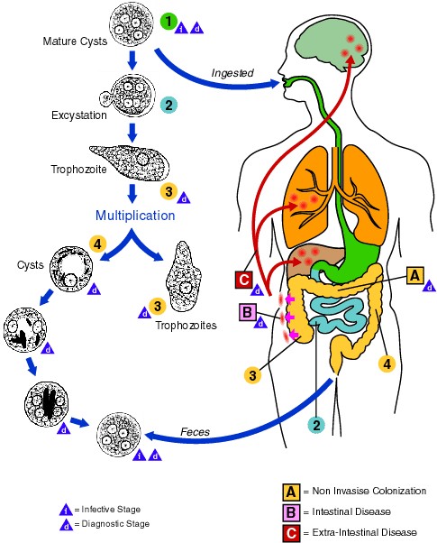 Life cycle entamoeba histolytica
