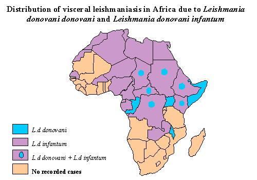 Leishmania distributie