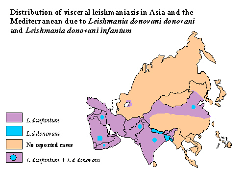 Leishmania distributie