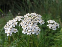 Achillea Millefolium (Yarrow)