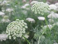 Ammi visnaga (fijn akkerscherm)