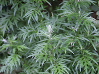 Artemisia vulgaris