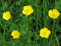 Ranonkels (Boterbloemen)