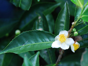 Camellia sinensis