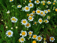 Chamomilla Romana (Anthemis nobilis)