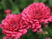 Chrysant