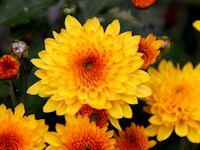 Chrysant