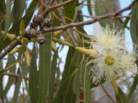 Eucalyptus