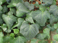 Hedera (Klimop)